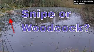 Snipe or Woodcock [upl. by Lindberg711]