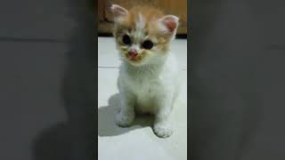 🔴Orange Cat And Baby Cat Meow🐱♥️ kitten catvideos cat catlover [upl. by Phina]