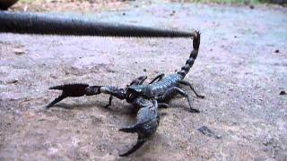 Sri Lankaශ්‍රී ලංකාCeylonScorpion Surprised Heterometrus SwammerdamiCloseUp [upl. by Hanforrd376]