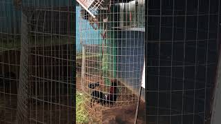 Some big gamefowl in the flypen🐓👌🏽 [upl. by Nilkoorb]