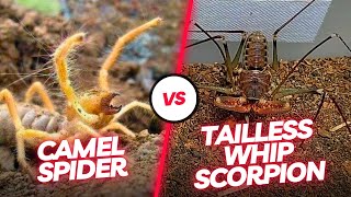 🔥 Arachnid Duel Witness the Intense Encounter Between the Tailless Whip Scorpion and Camel Spider [upl. by Anaerb]