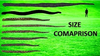 20 Largest Snakes ll Living and Extinct [upl. by Garnet397]