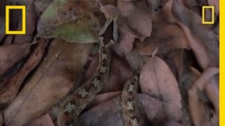 Attack of the TwoHeaded Snake  National Geographic [upl. by Anyrb280]