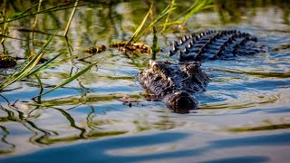 Suspected crocodile attack in Far North Queensland [upl. by Atnad977]