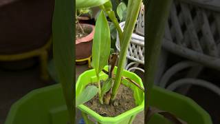 Raste se Churaya Orange Lily🌱🥰😳 Orange lily growth update youtubeshorts viralshorts [upl. by Melessa38]