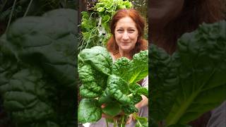 Grow this mega healing superfood for just 25 all year long Tower Garden Vertical farming [upl. by Bandur]