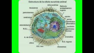 Diapositivas sobre la celula eucariota [upl. by Braun]