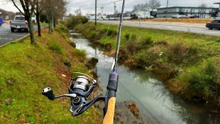 Tiny Urban Creek Fishing AGAIN [upl. by Klarika]