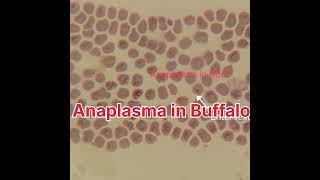 Anaplasma in RBC Blood Protozoa in Buffalo Blood Protozoa in Animal [upl. by Neerual928]