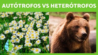 Organismos AUTÓTROFOS y HETERÓTROFOS 🍄🐻 Tipos de Nutrición [upl. by Eznyl]