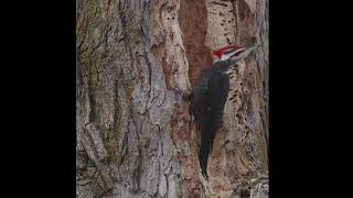 Pileated Woodpecker slow motion [upl. by Ankney]