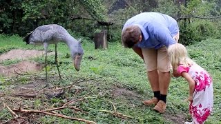 Shoebill Stork Is The Real Life Hippogriff [upl. by Jannel]