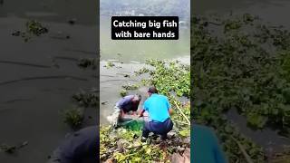 Catching fish with bare hands fishinglife fishtank fisherman fishvideo river aquarium fish [upl. by Theron598]