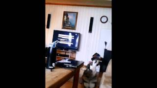 Dog sings to Two And A Half Men theme song [upl. by Monah513]