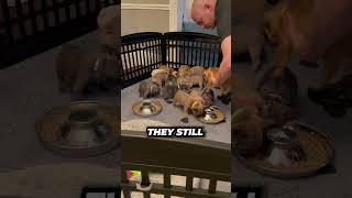 Feeding French Bulldog Puppies🤩 [upl. by Jonny]