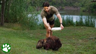 Guy chases down wombats trying to save their lives [upl. by Atiuqaj]