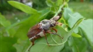 Le Hanneton commun Melolontha melolontha  à table  par André Lequet [upl. by Ahsiekram359]