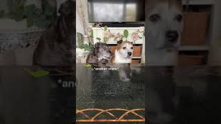 funny short Sookie and Ivy The Remix 﫨 tiktokdogs crochetersoftiktok seni [upl. by Halullat]