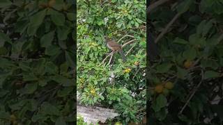 Hoje um casal de Aracuãescamoso Ortalis squamata veio visitar a árvore de Araçáamarelo [upl. by Lucey]