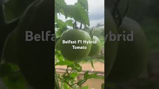 Belfast F1 Hybrid Tomato 🍅 🍅 🍅 growing in containers in my Balcony [upl. by Nollat]