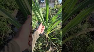 Foodforest green house Sugar cane [upl. by Reina]