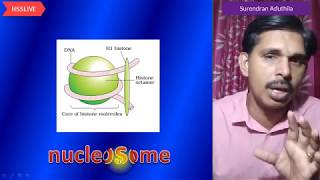 Plus Two Zoology Exam Tips Part2  പ്ലസ് ടു സൂവോളജി [upl. by Kellsie]