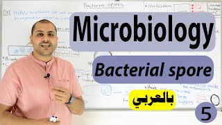 bacterial Spore formation Bacterial Structure [upl. by Andromede]