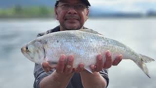 Shad Fishing Columbia River June 1st 2024 [upl. by Coady850]