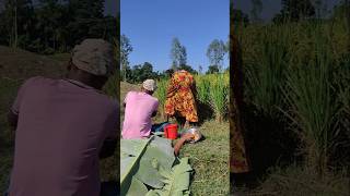 See what happened while working in the paddy field [upl. by Elexa]