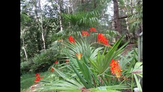 Crocosmia Lucifer adds a Tropical flair to Northern gardens [upl. by Nelyahs]