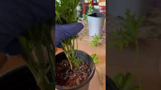 How to propagate citronella plant ☘️ ￼in soil 🤎 [upl. by Eaneg]