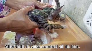 Street Kittens First Bath to Remove Fleas  Happy and Fresh After Bath Time [upl. by Etiuqram424]