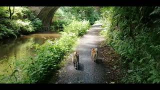 Shiba Inu walking along the Scottish Canal [upl. by Herv]