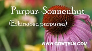 Echinacea purpurea Roter Sonnenhut im eigenen Garten [upl. by Tavi]