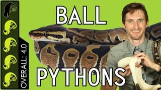 Ball Python The Best Pet Reptile [upl. by Liebowitz]