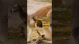 What is the scientific name of the Kangaroo [upl. by Zakaria]