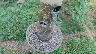 rose breasted grosbeaks at the bird feeder [upl. by Allana]