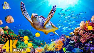 NEW 4HRS Stunning 4K Underwater Wonders  Relaxing Music  Coral Reefs Fish amp Colorful Sea Life [upl. by Couture]