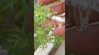 Mealybugs treatment  how to remove mealybugs shorts mealybug mealybugs gardening garden [upl. by Bunny161]