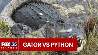 Alligator vs python fight caught on camera in the Florida Everglades [upl. by Mccreary]