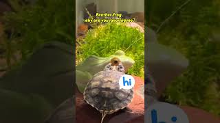 tortoise turtlelove turtlelover turtoise turtle animals pets tortoiselove puppy explore [upl. by Salisbarry826]