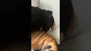 What a snore bulldog snoring funny [upl. by Lithea]