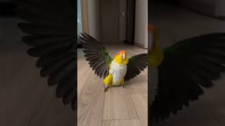 Love to show off but not to fly Goldenheaded Cake Magic bird Long johns chicken Cake parrot Con [upl. by Vern]