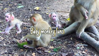 Baby luno so cute monkeywalacartoon babymonkey monkey4u monkey [upl. by Atiker]