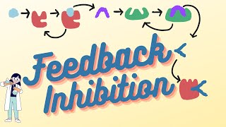 What is Feedback Inhibition [upl. by Richter]