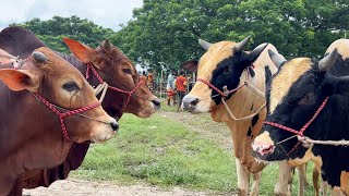 cow unloading cow videos cow video big cow goru hamba cow Ep  324 [upl. by Barri]