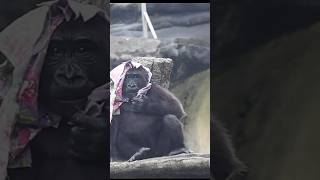 adorable gorilla beating chest 🤣 gorillatag 金剛猩猩 台北市立動物園 shorts [upl. by Havens632]