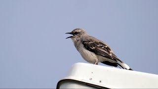 Tropical Mockingbird singing [upl. by Eetnod]