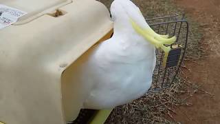 Sulphur crested cockatoo free flight Montie kakatua jambul kuning [upl. by Ojillek116]