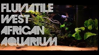 Fluviatile West African Aquarium [upl. by Daniels689]